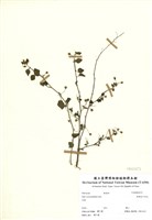 藏品(澎湖金午時花)的圖片